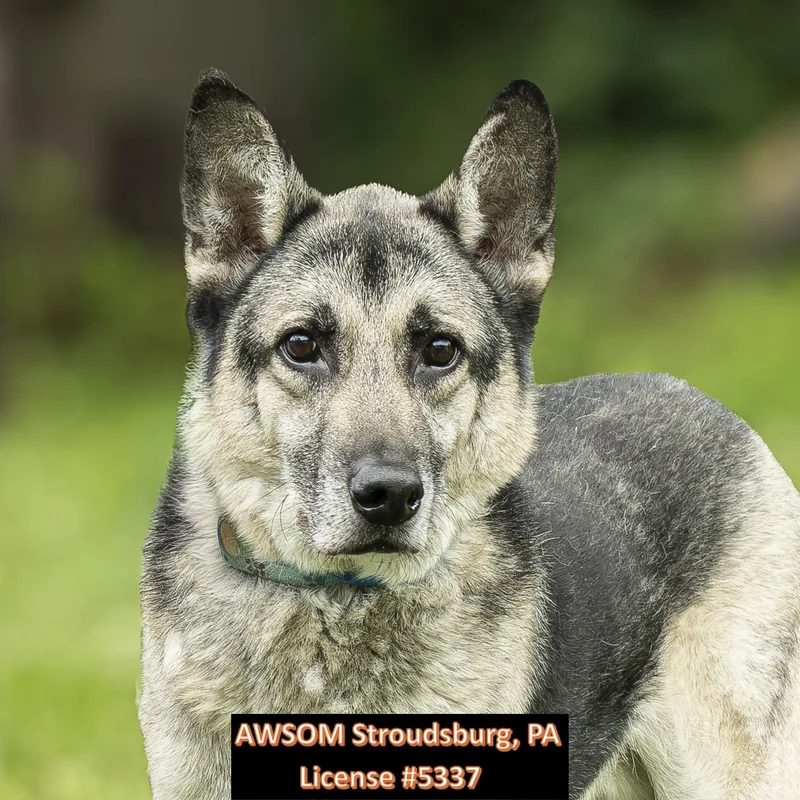 An adult large-sized male White / Cream German Shepherd Dog dog named Turbo for adoption in Stroudsburg, PA