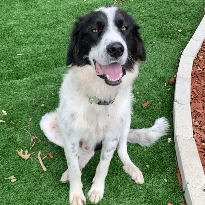 A young large-sized male Great Pyrenees dog named Tank for adoption in Krum, TX