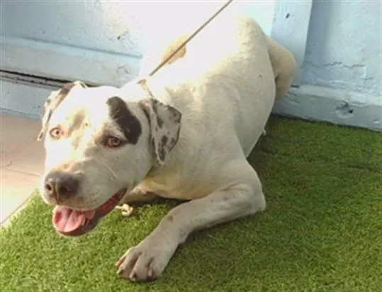 A young large-sized female Pit Bull Terrier dog named Darla for adoption in Gardena, CA