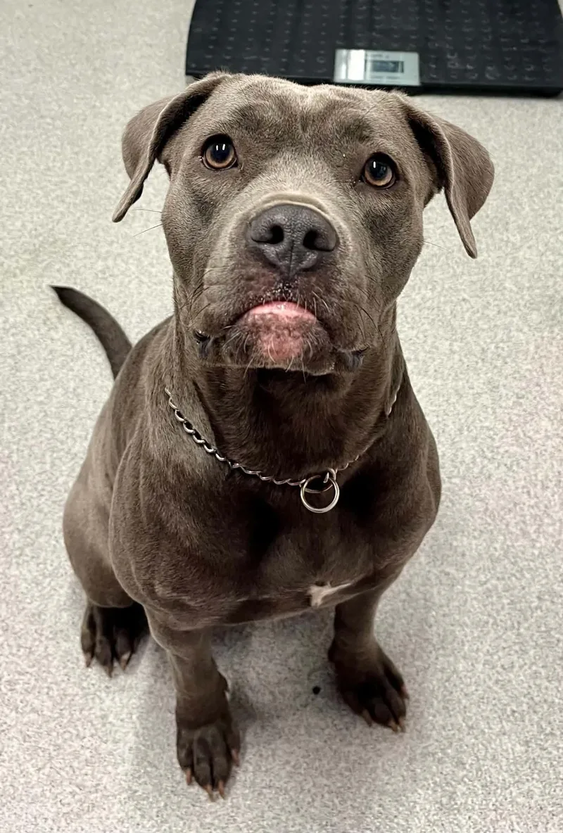 An adult medium-sized female Mixed Breed dog named Lola for adoption in Moundsville, WV