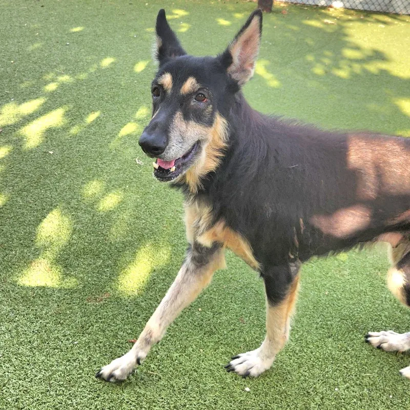 An adult large-sized female Black German Shepherd Dog dog named Stevie for adoption in Austin, TX