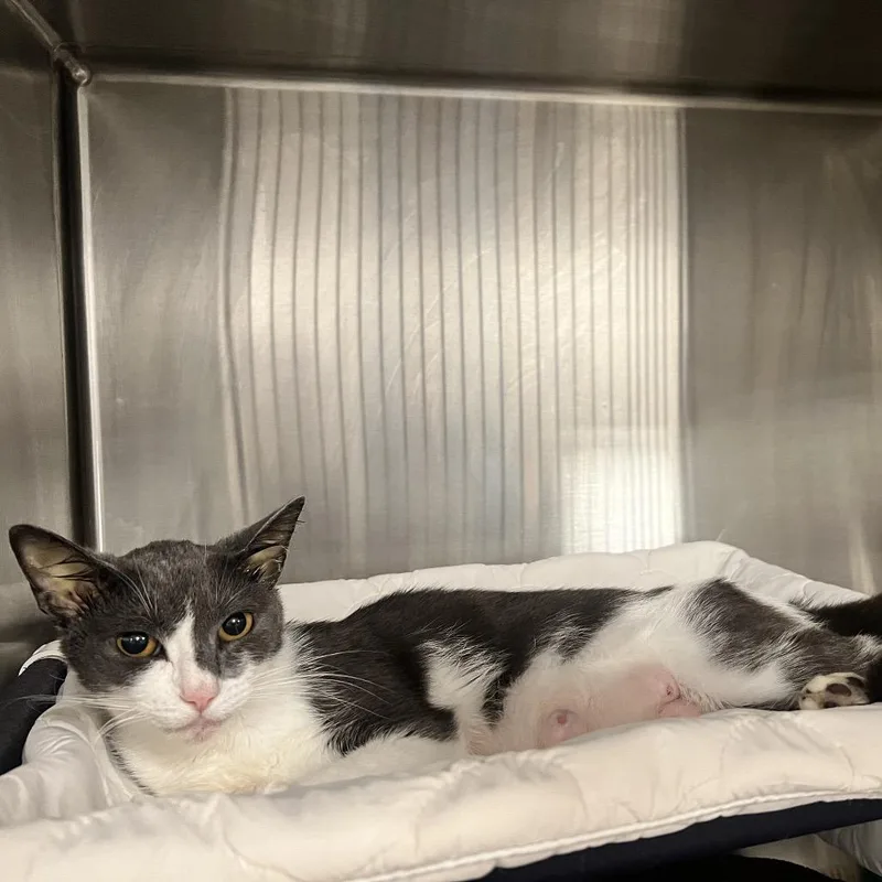 A young medium-sized female Gray / Blue / Silver Domestic Short Hair cat named Nikola for adoption in West Palm Beach, FL