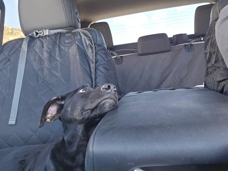 A baby medium-sized male Black Pit Bull Terrier dog named Banks for adoption in Inglewood, CA