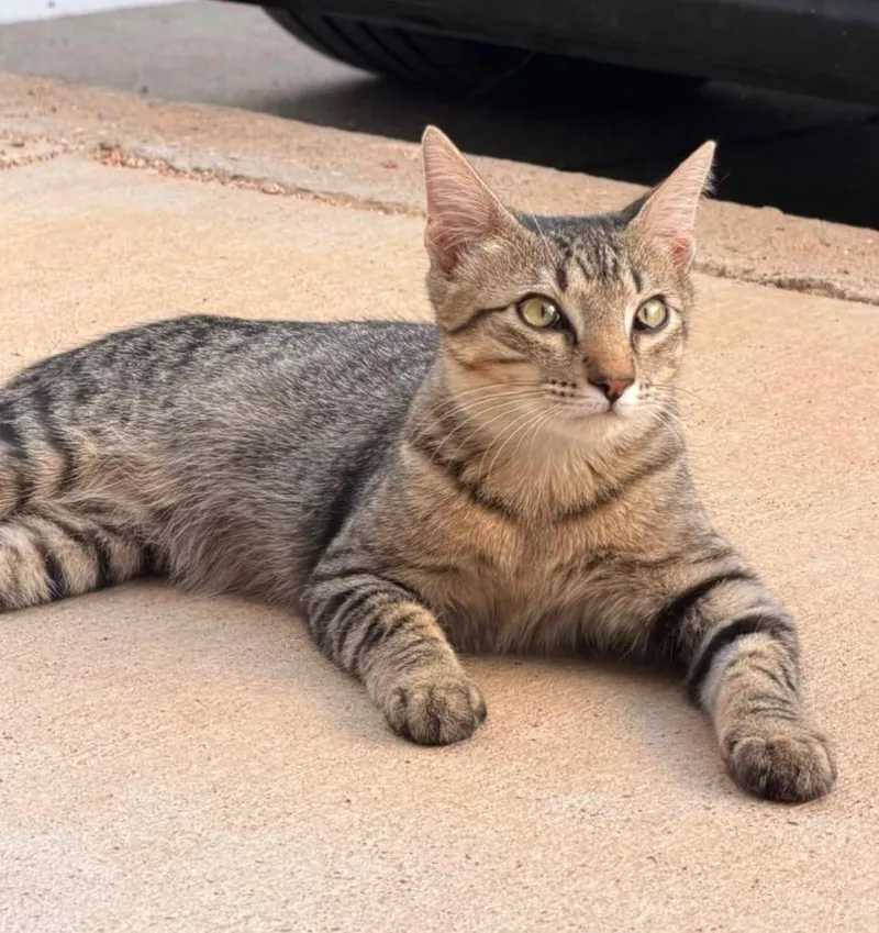 A baby small-sized male Domestic Short Hair cat named Niko for adoption in Midland, TX