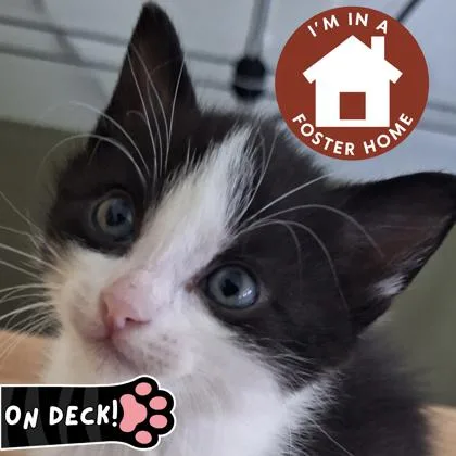 A baby small-sized male Domestic Short Hair cat named Robbie for adoption in Janesville, WI