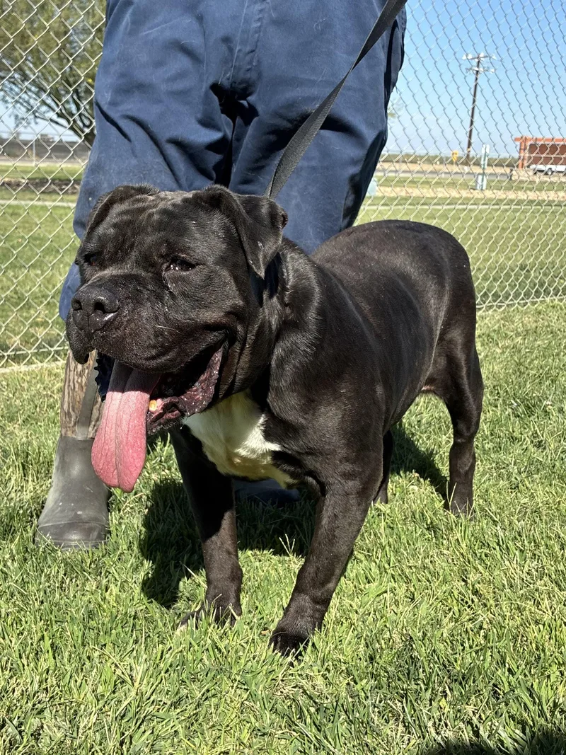 An adult large-sized male Black Staffordshire Bull Terrier dog named Luke for adoption in Delano, CA