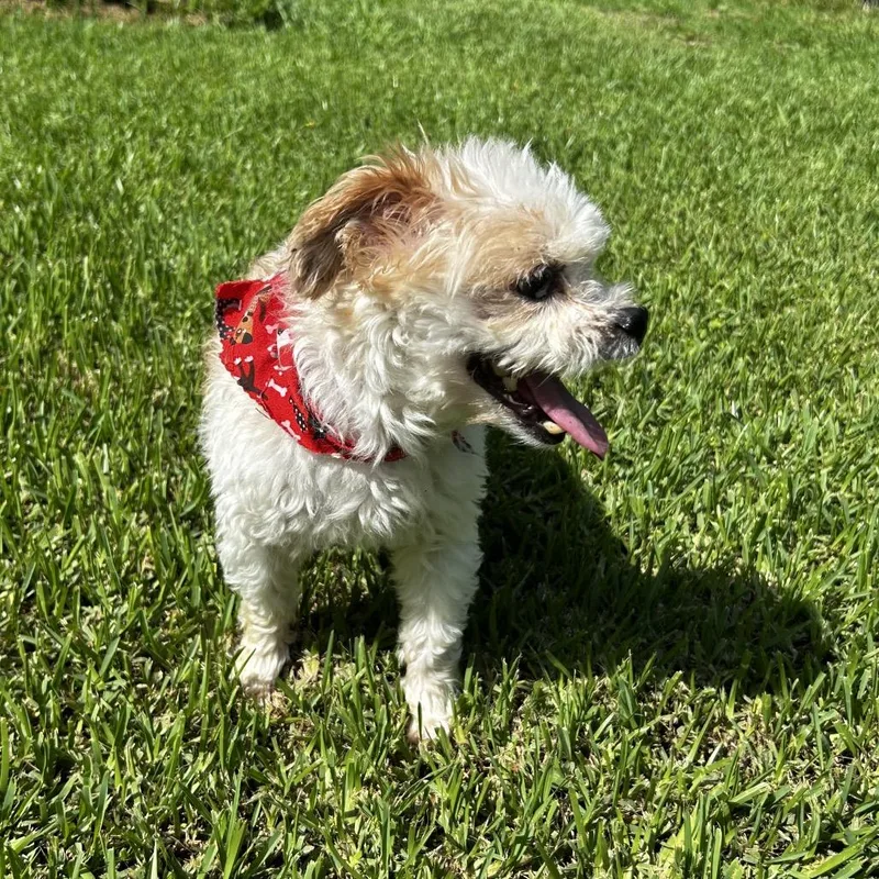 A senior small-sized male White / Cream Maltese dog named Captain for adoption in Santa Fe, TX