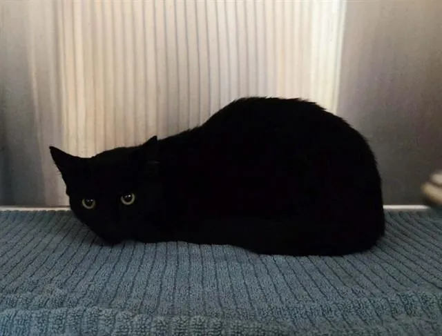 An adult medium-sized female Domestic Short Hair cat named A for adoption in Martinez, CA