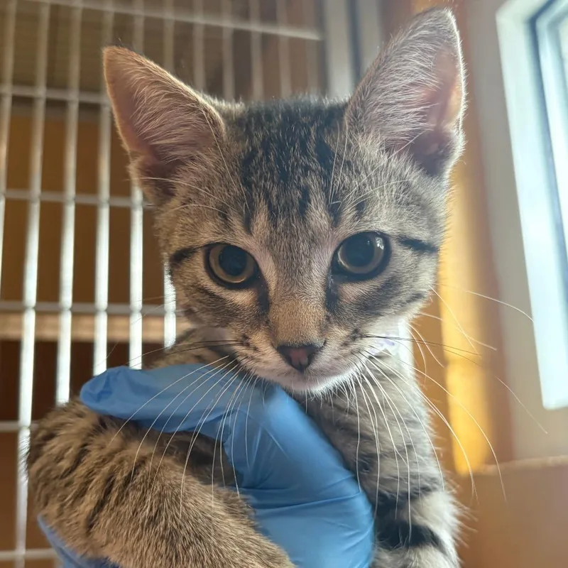 A baby small-sized male Black Domestic Short Hair cat named Apollo for adoption in Chesapeake, VA