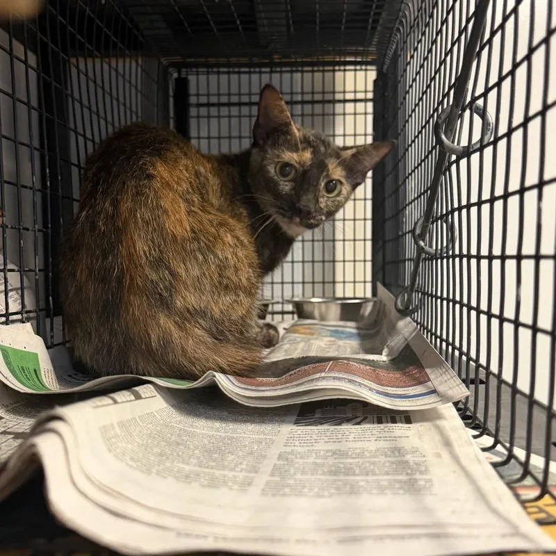 An adult medium-sized female Tortoiseshell Domestic Short Hair cat named Priscilla for adoption in Tuscaloosa, AL
