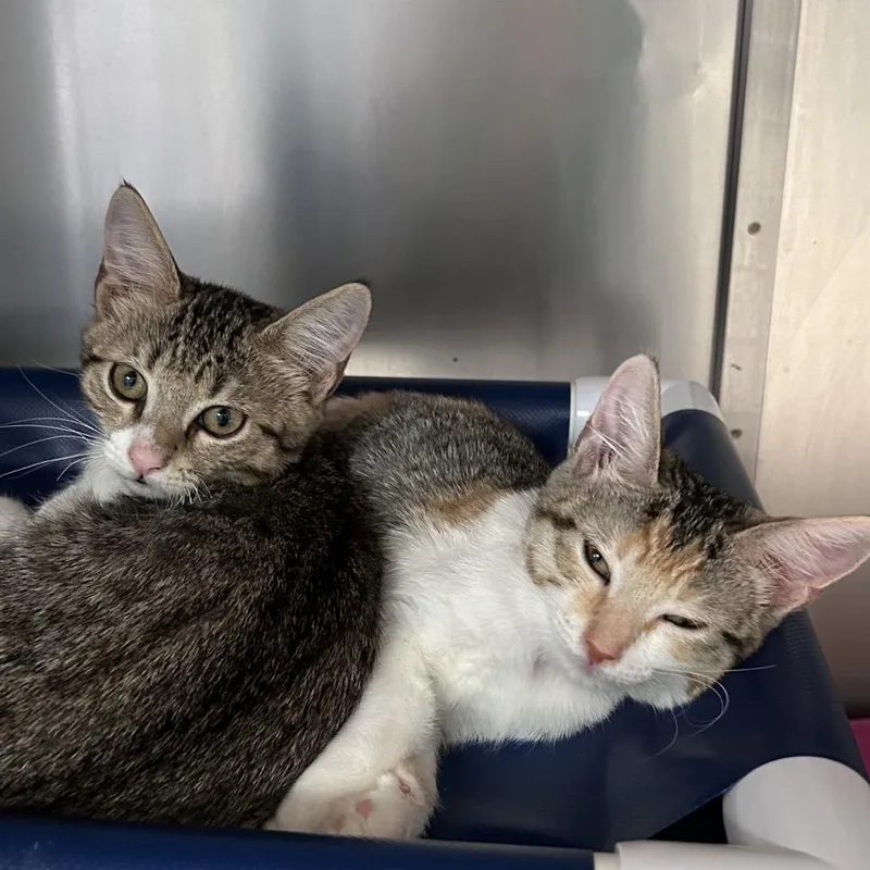A baby small-sized female Calico Domestic Short Hair cat named Cassidy for adoption in Lakeland, FL