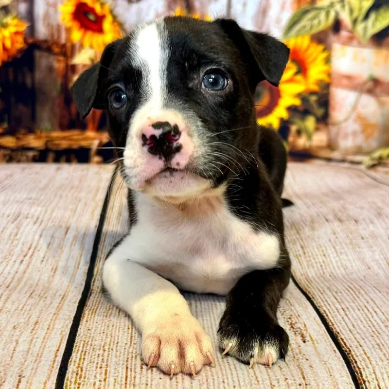 A baby small-sized male Black Mixed Breed dog named Woody for adoption in Wichita, KS