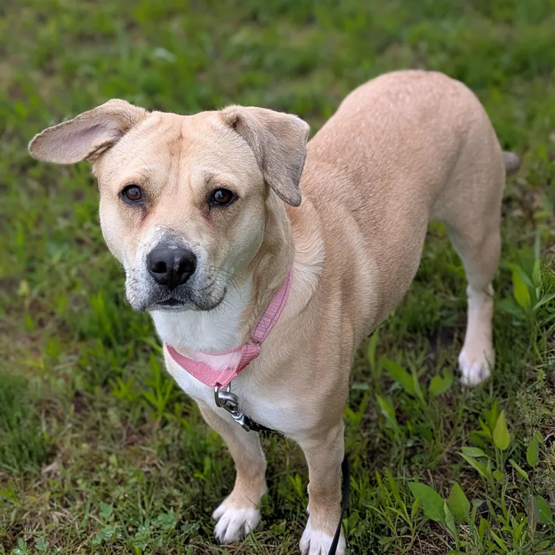 An adult medium-sized female Yellow / Tan / Blond / Fawn Labrador Retriever dog named Ariel for adoption in Syracuse, NY