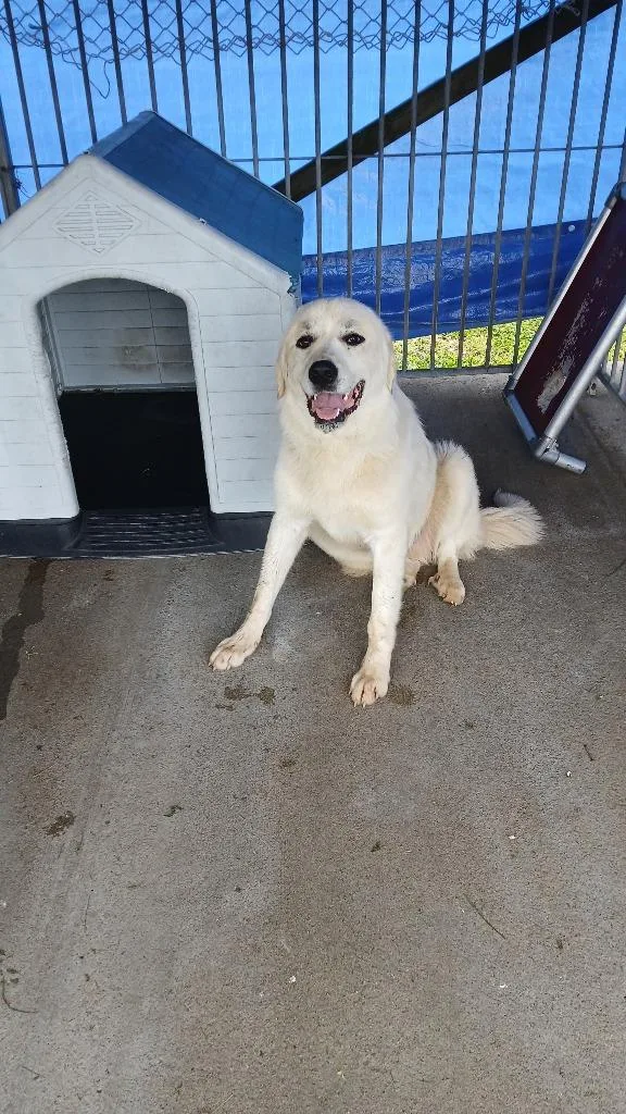 A young medium-sized male Mixed Breed dog named Rooroo for adoption in Shelbyville, TN