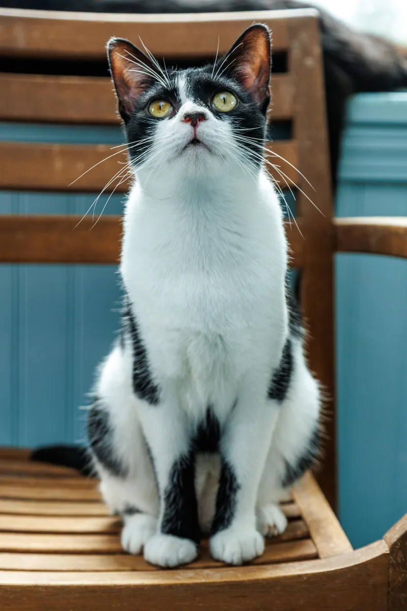 A young medium-sized female Black & White / Tuxedo Domestic Short Hair cat named Little Foot for adoption in Chester Springs, PA