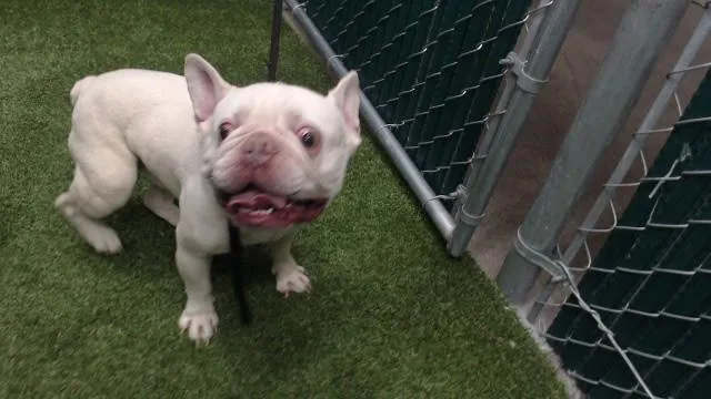 A young medium-sized male French Bulldog dog named Buddha for adoption in Downey, CA