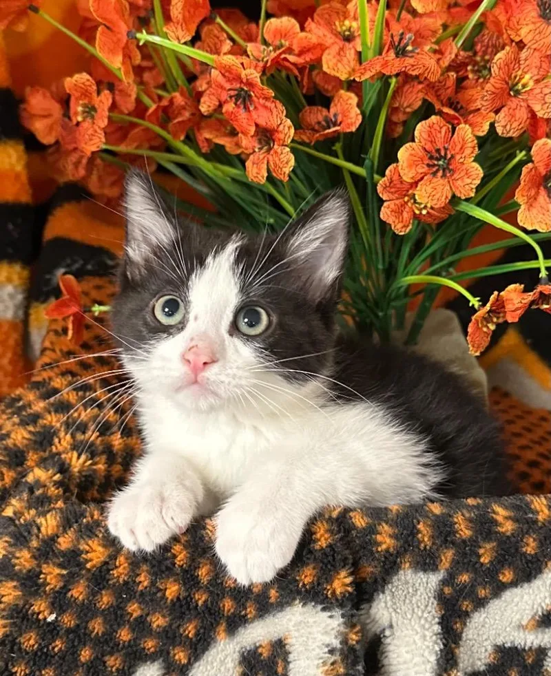 A baby small-sized male Domestic Short Hair cat named Victor for adoption in Stillwater, OK