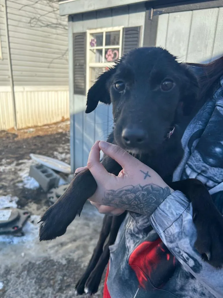 A baby small-sized female Dachshund dog named Rusty for adoption in Pine Grove, PA
