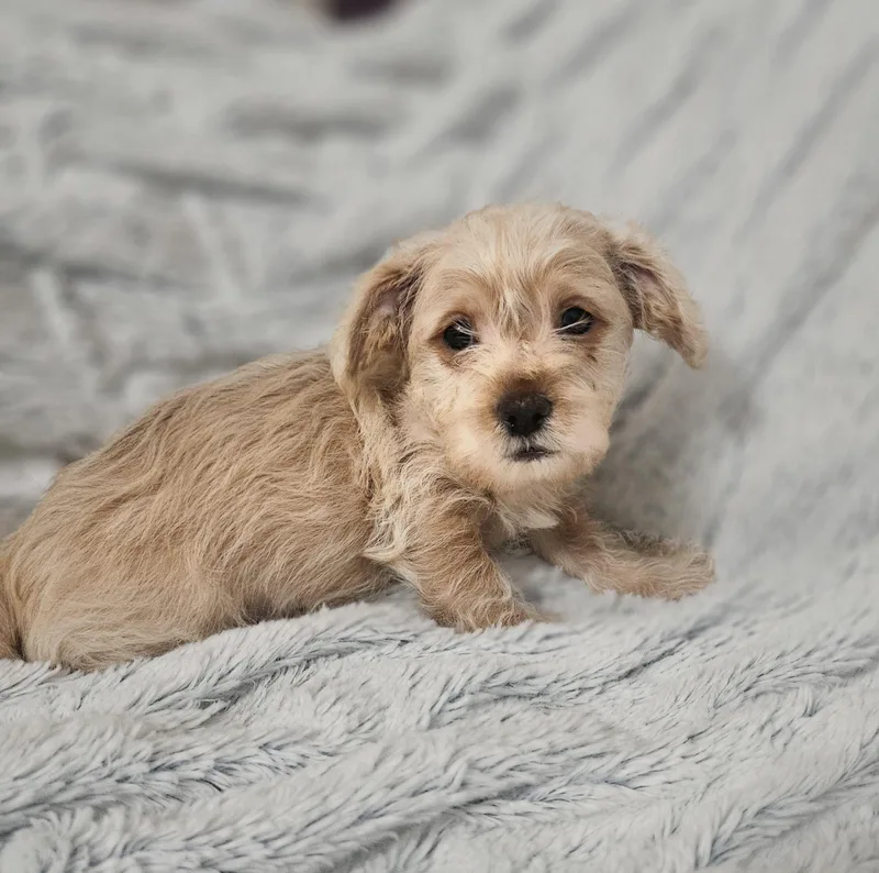 A baby small-sized male Yellow / Tan / Blond / Fawn Terrier dog named Rio for adoption in Henderson, NV
