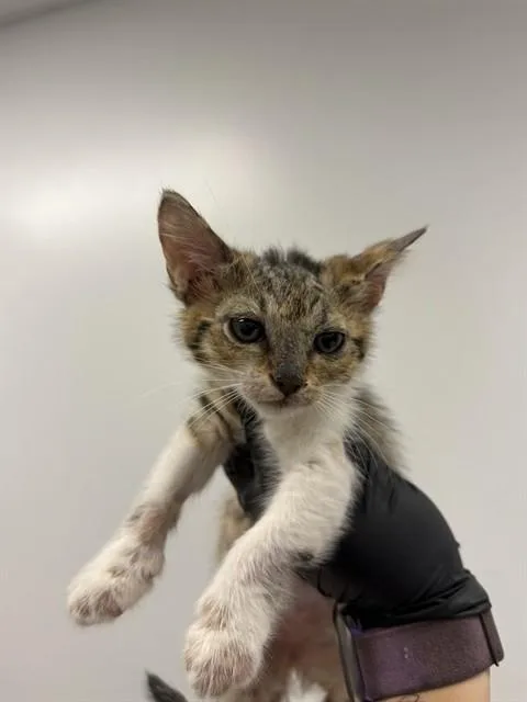 A baby small-sized female Domestic Short Hair cat named Chanterelle for adoption in Corpus Christi, TX