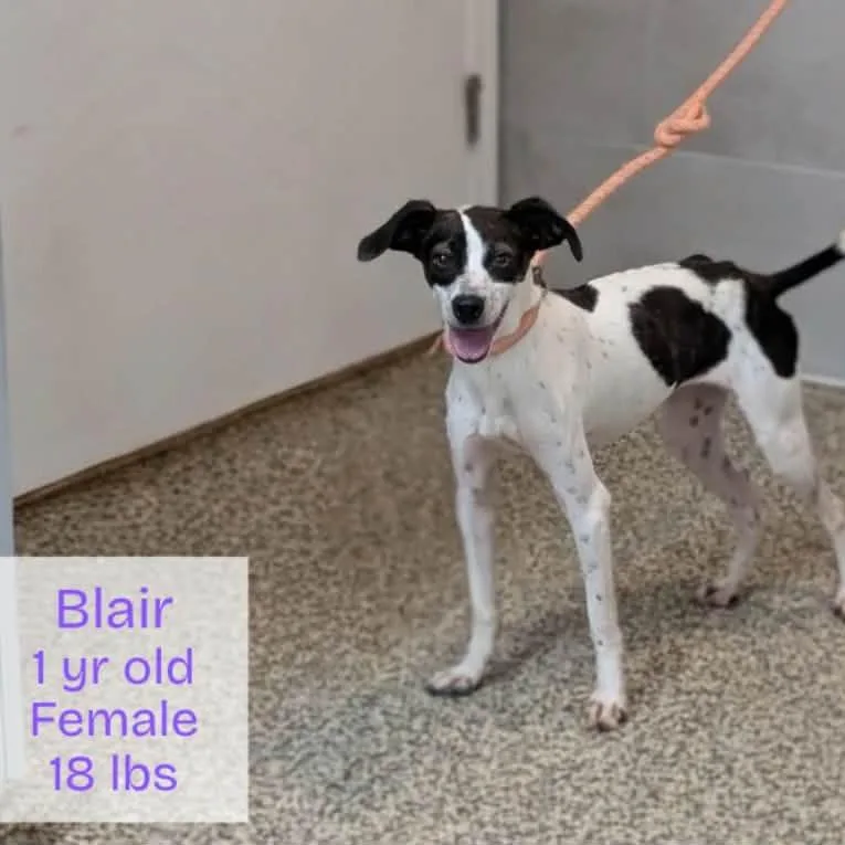 A young small-sized female White / Cream Terrier dog named Blair for adoption in Griswold, CT