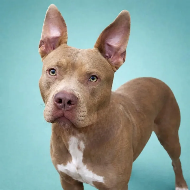 An adult medium-sized male Yellow / Tan / Blond / Fawn Pit Bull Terrier dog named Rabbit for adoption in York, PA