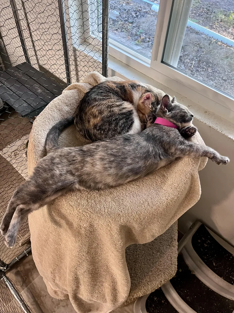 A baby small-sized female Domestic Short Hair cat named Popcorn for adoption in Eugene, OR