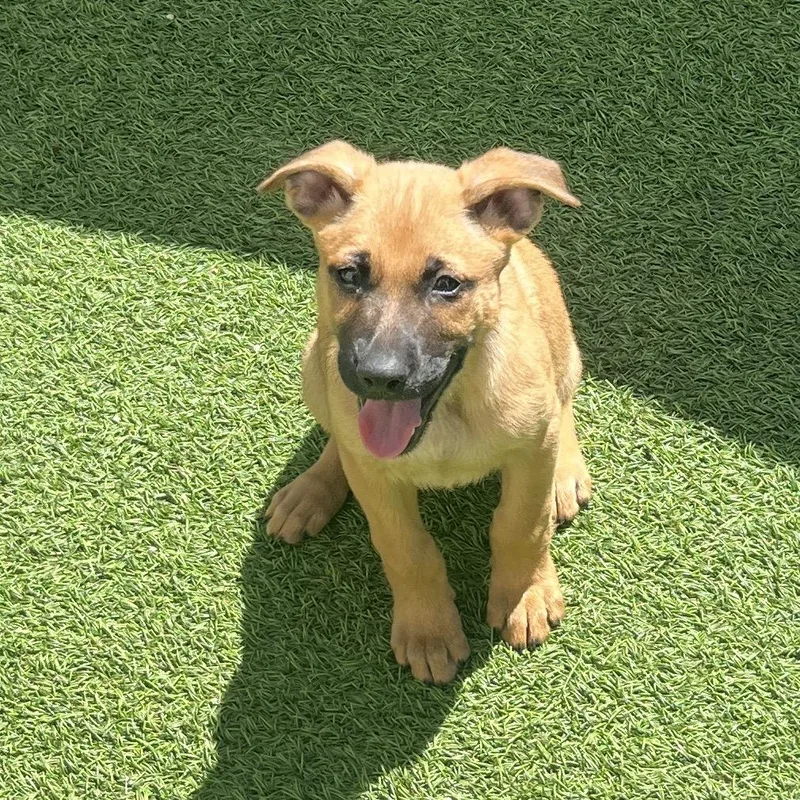 A baby medium-sized female Gray / Blue / Silver Shepherd dog named The Cat In The for adoption in LOXAHATCHEE, FL