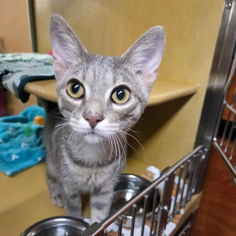 A young medium-sized male Gray / Blue / Silver Domestic Short Hair cat named Ham for adoption in Hamburg, NY