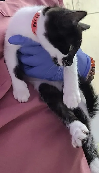 A baby small-sized female Domestic Short Hair cat named Millie for adoption in Eugene, OR