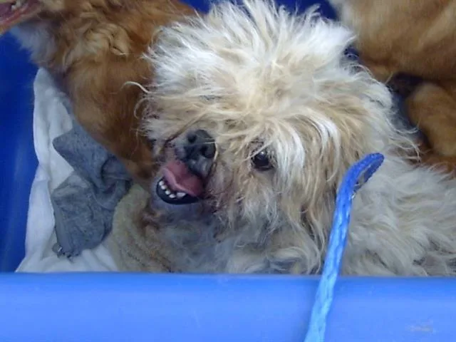 A senior small-sized female Mixed Breed dog named Nina for adoption in Dallas, TX