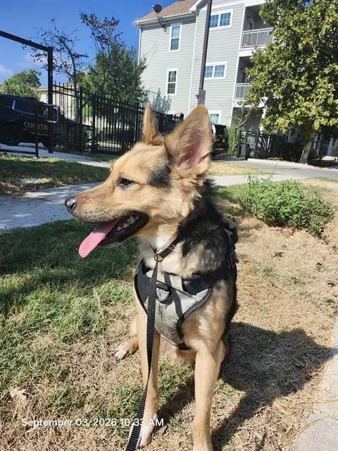 A young small-sized male German Shepherd Dog dog named Geronimo for adoption in San Antonio, TX