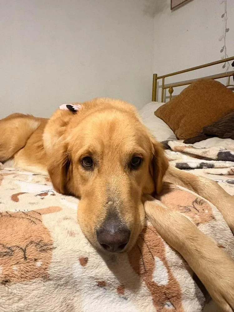 A young large-sized female Golden Retriever dog named Maisey for adoption in Shawnee, OK