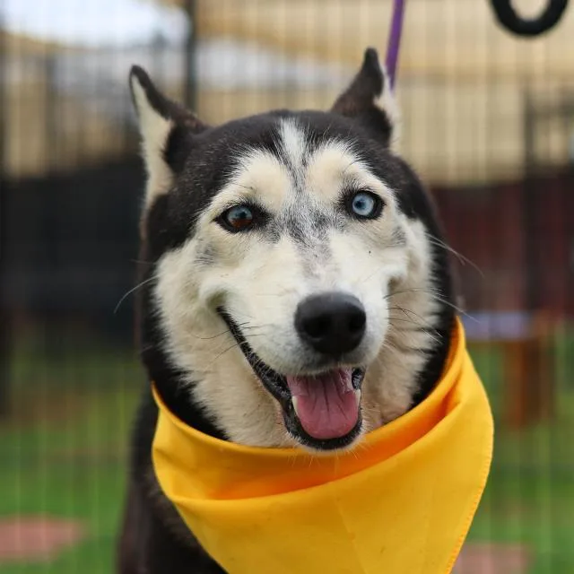 A young medium-sized female Husky dog named Yura for adoption in San Antonio, TX