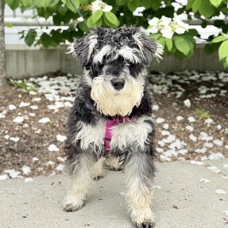 A young small-sized male Black Schnauzer dog named Salt for adoption in East Hampton, NY