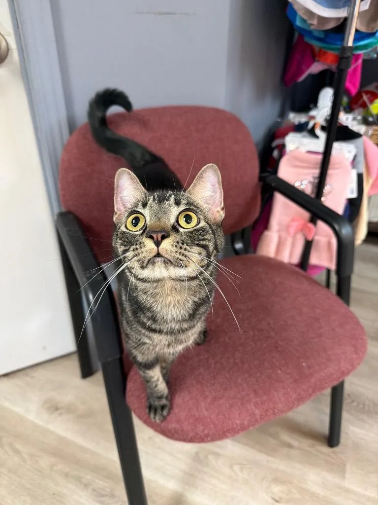 A young medium-sized male Domestic Short Hair cat named Colby Jack for adoption in Claremore, OK