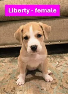 A young medium-sized female Apricot / Beige Yellow Labrador Retriever dog named Liberty  Americana Litter for adoption in Sheboygan, WI