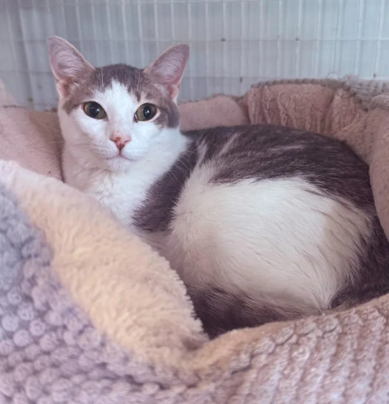 A young medium-sized male Domestic Short Hair cat named Ash for adoption in Kingsland, GA