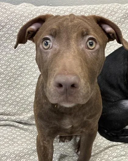 A baby small-sized female Pit Bull Terrier dog named Ling for adoption in Mason, MI