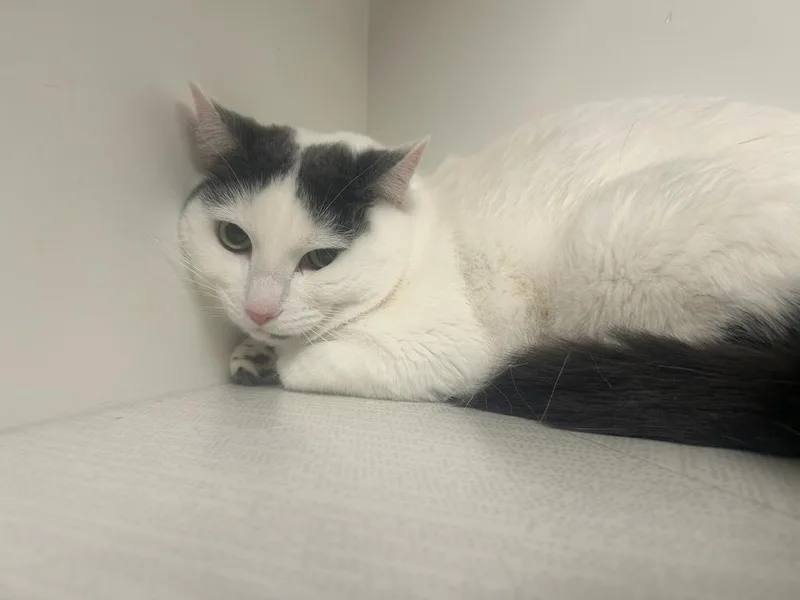 An adult small-sized female Domestic Short Hair cat named Rue for adoption in Greenfield, IN