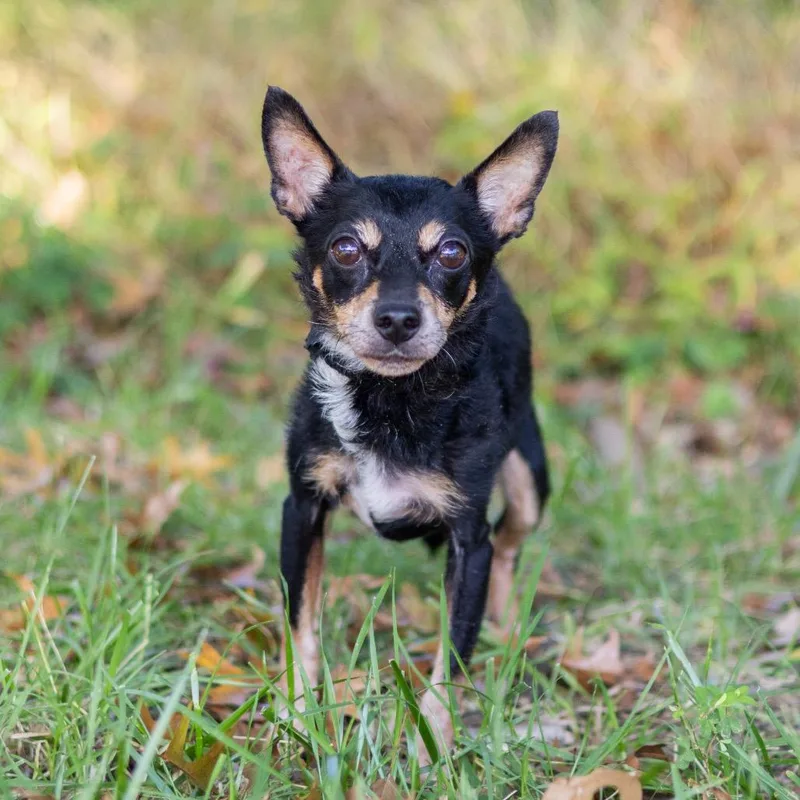 An adult small-sized female Chihuahua dog named Duchess for adoption in Newark, DE