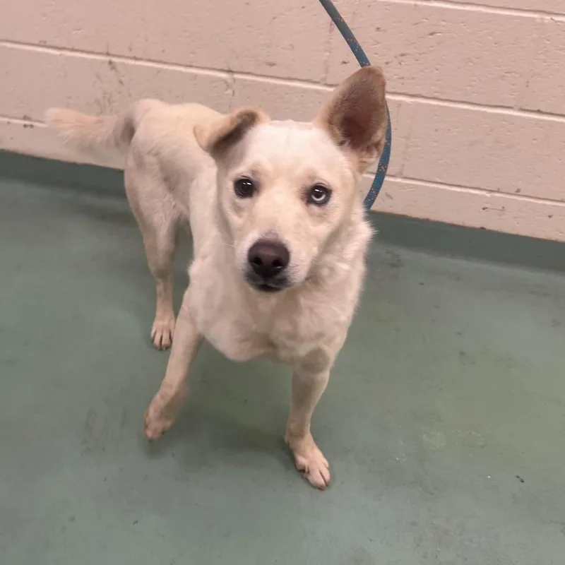 A young medium-sized male White / Cream Mixed Breed dog named Pablo Picasso for adoption in Memphis, TN