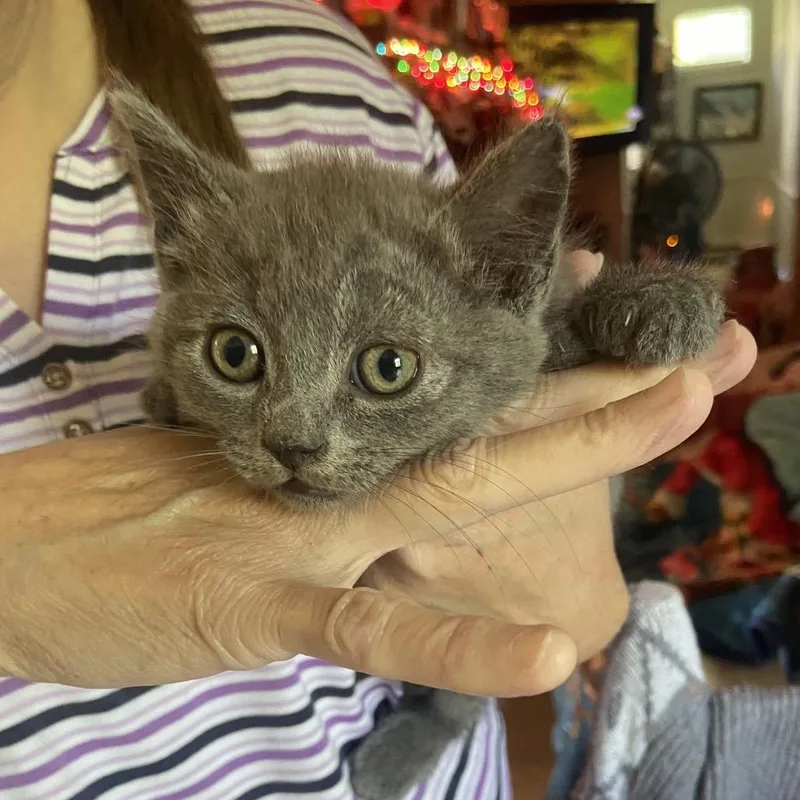A baby small-sized female Gray / Blue / Silver Domestic Short Hair cat named Polly for adoption in Hagerstown, MD
