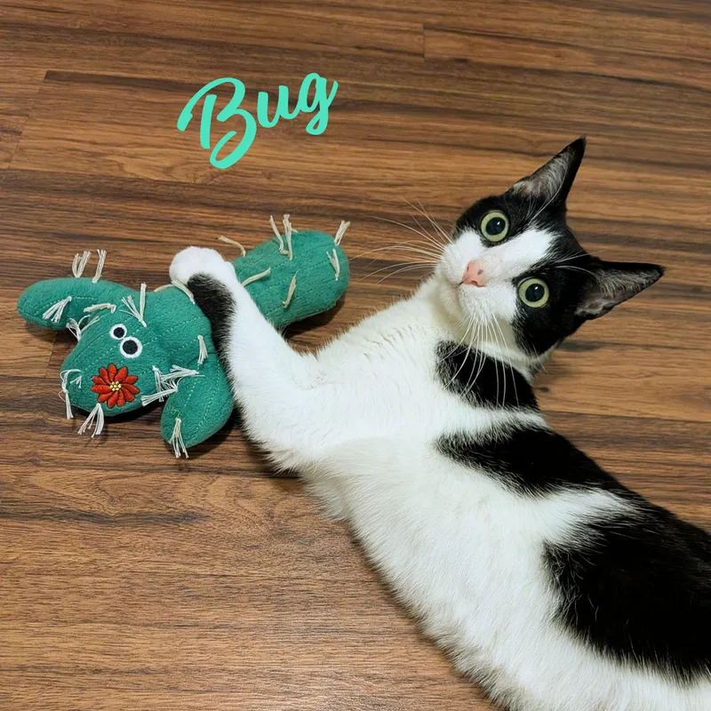 An adult medium-sized female Black & White / Tuxedo Tuxedo cat named Bug Cuddlequeen for adoption in Houston, TX