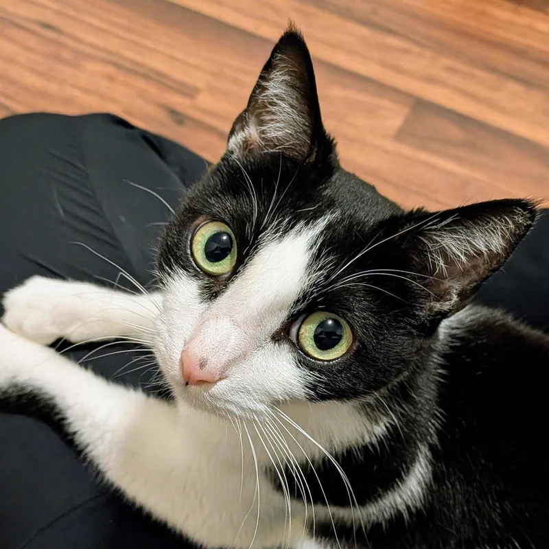 Bug Cuddlequeen thumbnail 3