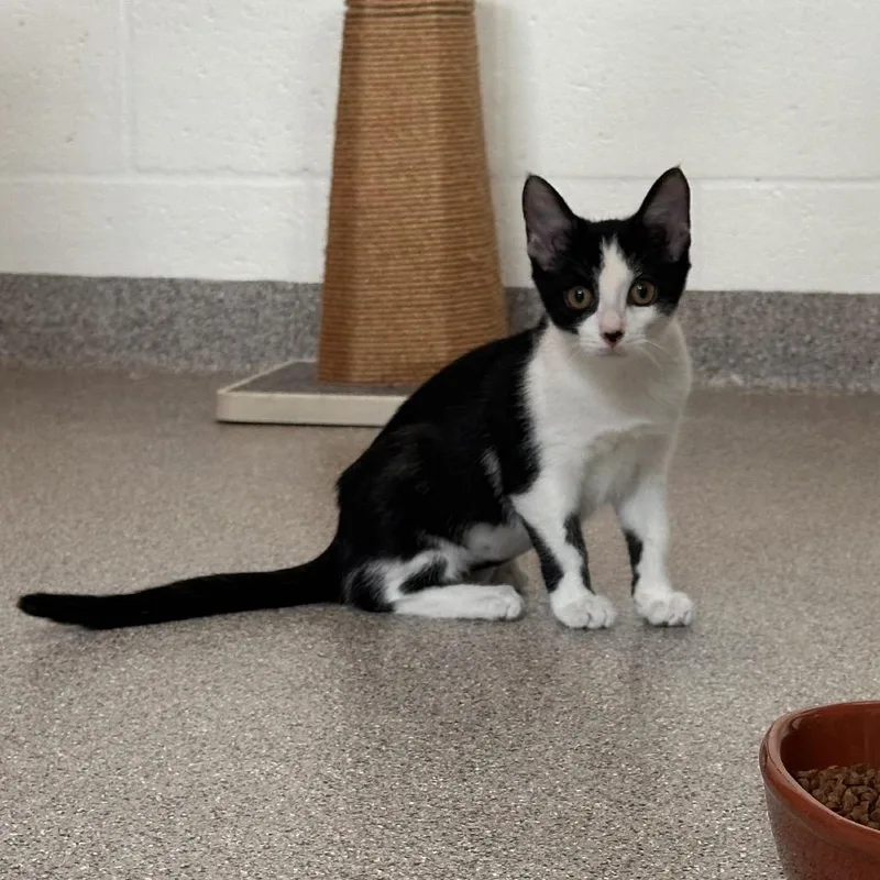 A baby small-sized female Black Domestic Short Hair cat named Waddle for adoption in Sarasota, FL
