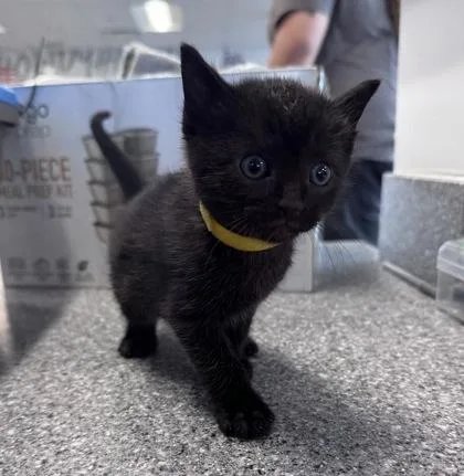 A baby small-sized male Domestic Short Hair cat named Hodor for adoption in West Chester, PA