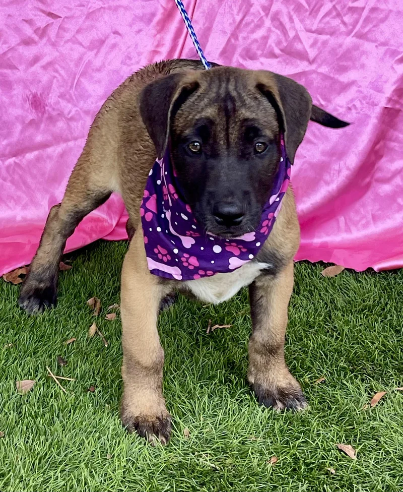 A baby medium-sized female Bicolor Shepherd dog named Brownie for adoption in Rowland Heights, CA
