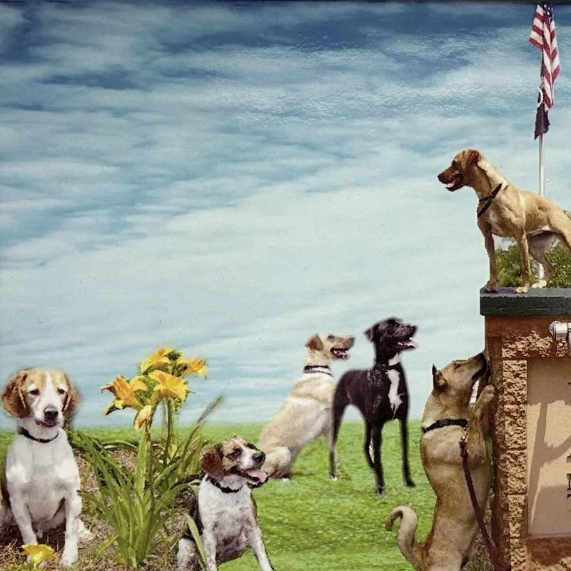 Labrador thumbnail 2