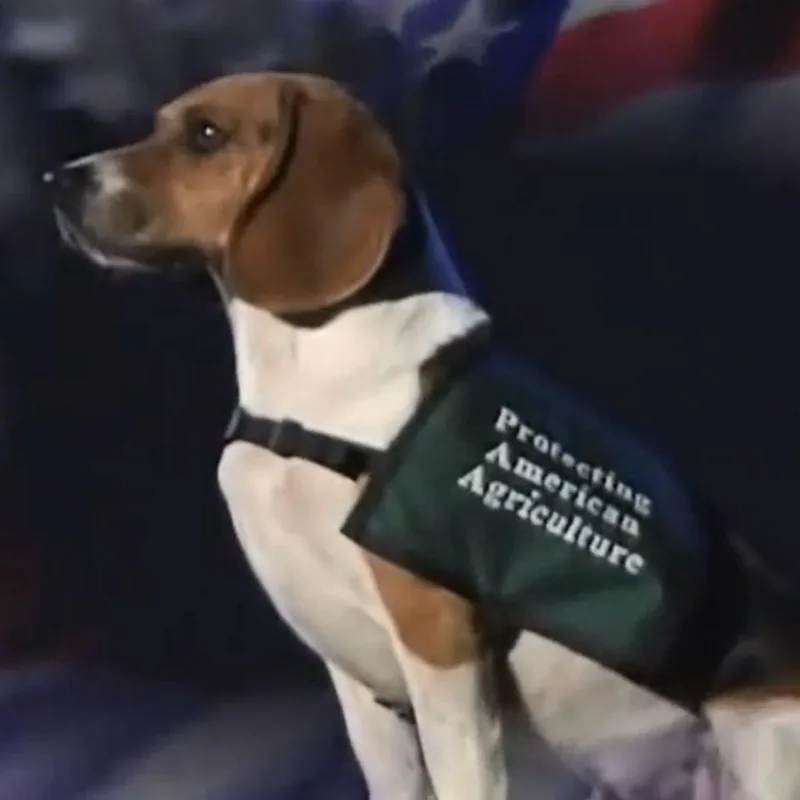 Labrador thumbnail 3